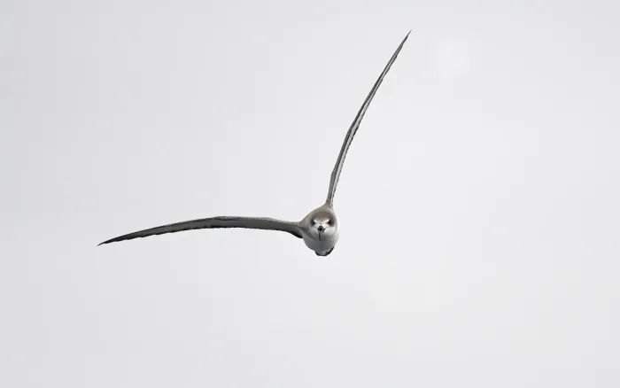 File:Pterodroma externa from iNaturalist photo 378848039.jpg