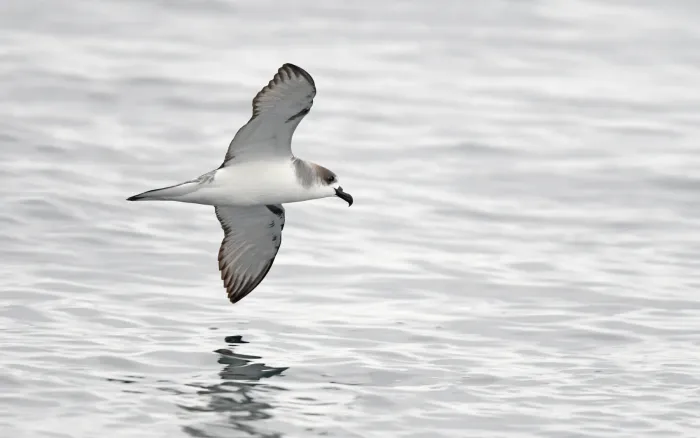 File:Pterodroma externa from iNaturalist photo 378848059.jpg