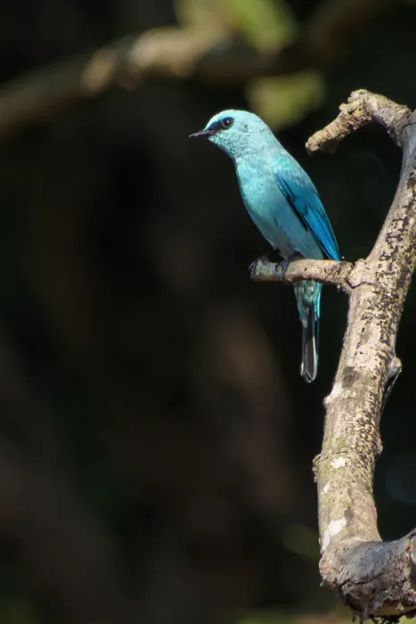 File:Verditer flycatcher (Eumyias thalassinus) at Pilibhit Tiger Reserve.jpg