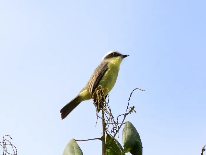 File:Conopias trivirgatus - vinicius s domingues - 299348401.jpeg