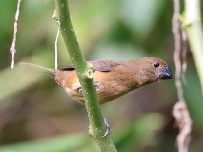 File:Sporophila angolensis - vinicius s domingues - 299348465.jpeg