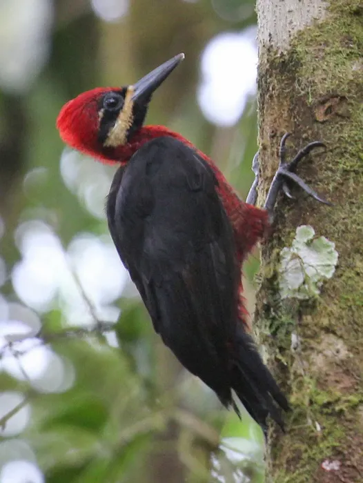 File:Campephilus haematogaster 115631729 (cropped).jpg