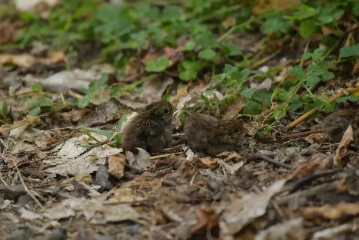 File:Synoicus ypsilophorus - Christopher Stephens - 530183330.jpeg