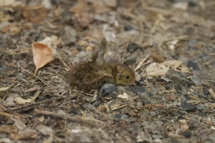 File:Synoicus ypsilophorus - Christopher Stephens - 530183366.jpeg