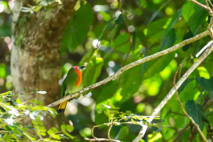 File:Nyctyornis amictus - R Vasconcellos - 459310396.jpeg