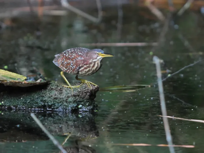 File:Botaurus eurhythmus from iNaturalist photo 546696911.jpg