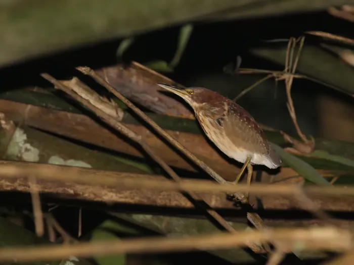 File:Botaurus eurhythmus from iNaturalist photo 547420875.jpg