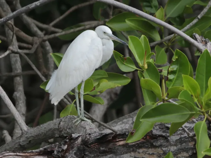 File:Egretta eulophotes from iNaturalist photo 546724153.jpg