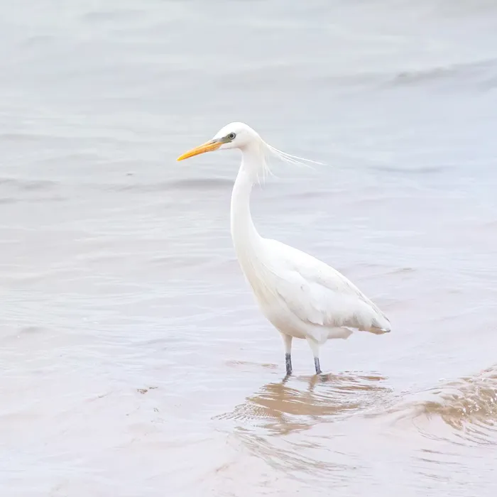 File:Egretta eulophotes from iNaturalist photo 152403914.jpg
