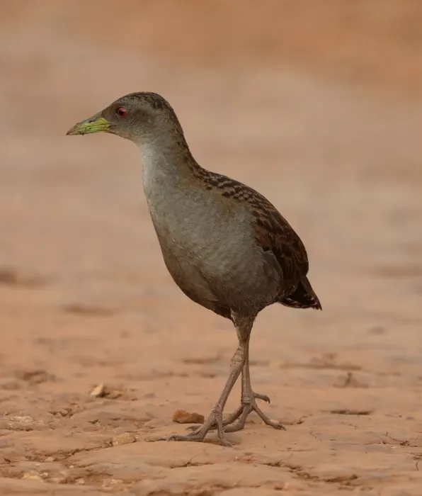 File:Mustelirallus albicollis - Miguel - 440162125.jpeg