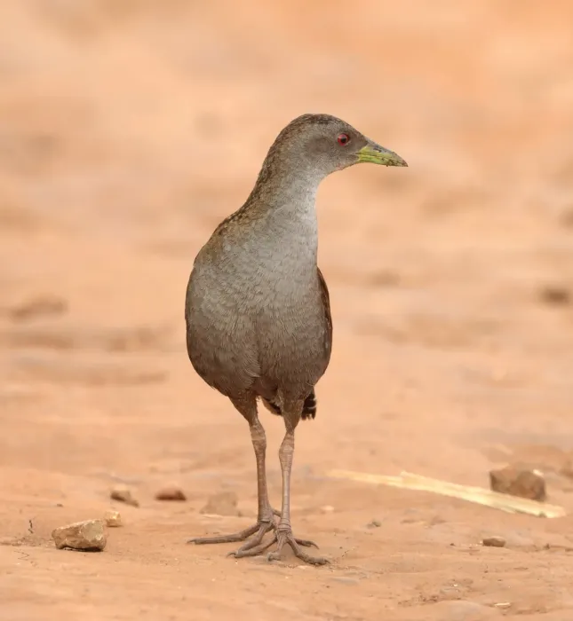 File:Mustelirallus albicollis - Miguel - 440162154.jpeg