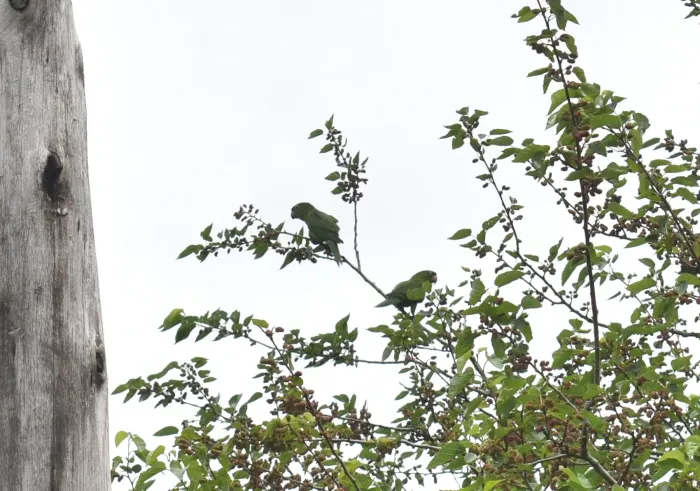 File:Psittacara leucophthalmus (Loro Maracaná) en el Paisaje Protegido Valle del Lunarejo, Rivera, Uruguay.jpg