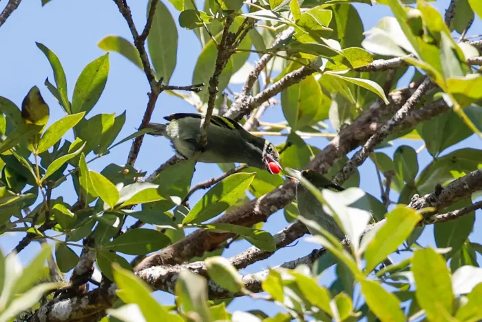 File:Pogoniulus leucomystax 475914853.jpg