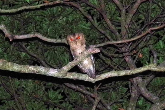 File:Otus semitorques from iNaturalist photo 304439804.jpg
