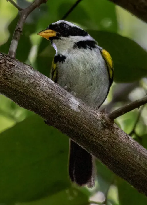 File:Arremon franciscanus Sao Francisco Sparrow; Lapa Grande State Park, Montes Claros, Minas Gerais, Brazil (cropped).jpg