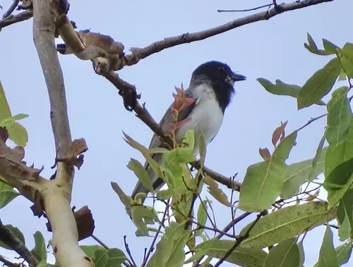 File:Pachycephala leucogastra.jpg