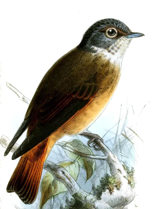File:Muscicapa ferruginea Keulemans.jpg
