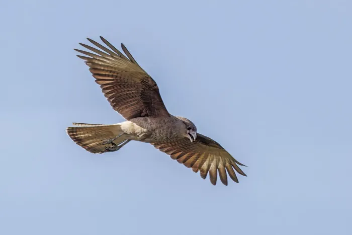 File:Chimango caracara (Daptrius chimango chimango) in flight Colonia.jpg