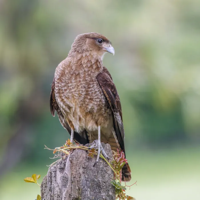 File:Chimango caracara (Daptrius chimango temucoensis) female Puerto Varas.jpg