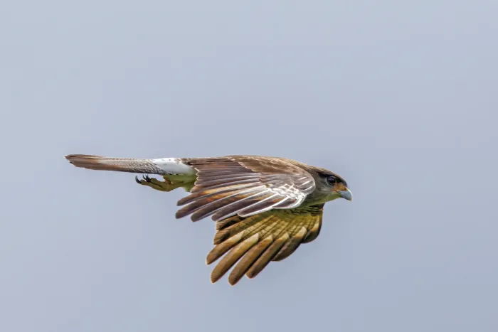 File:Chimango caracara (Daptrius chimango temucoensis) male in flight Chiloe.jpg