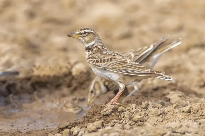 File:Melanocorypha bimaculata from iNaturalist photo 497391905.jpg