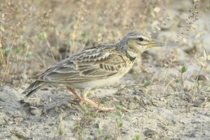 File:Melanocorypha bimaculata from iNaturalist photo 505149327.jpg