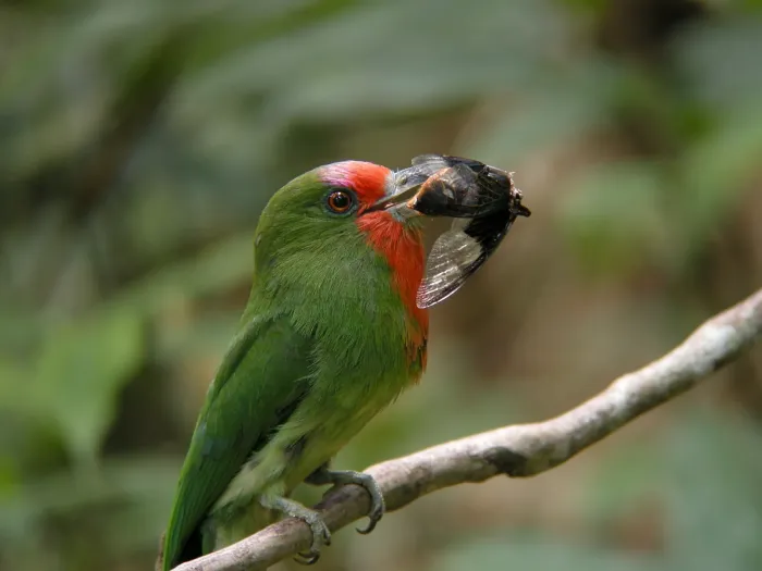 File:Nyctyornis amictus 546696537.jpg