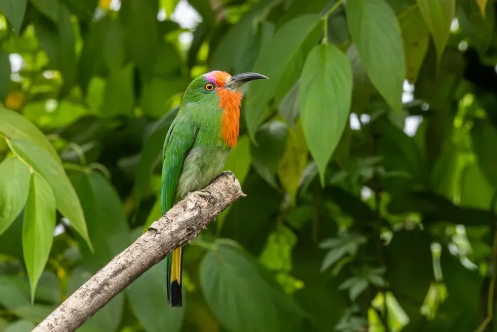 File:Nyctyornis amictus 493199445.jpg