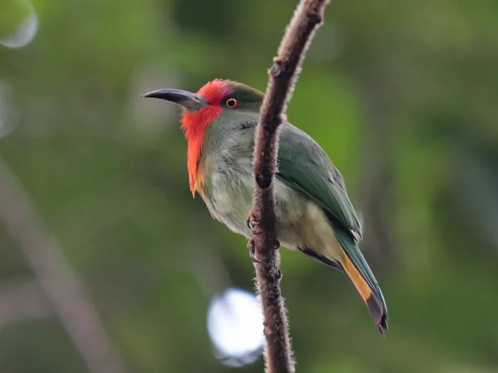 File:Nyctyornis amictus 546787233.jpg