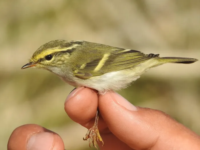 File:Phylloscopus proregulus from iNaturalist photo 243983235.jpg