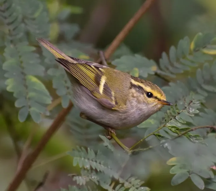 File:Phylloscopus proregulus from iNaturalist photo 253503909.jpg