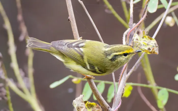 File:Phylloscopus proregulus from iNaturalist photo 584812905.jpg