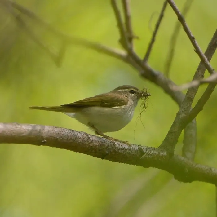 File:Phylloscopus borealoides from iNaturalist photo 201086570.jpg