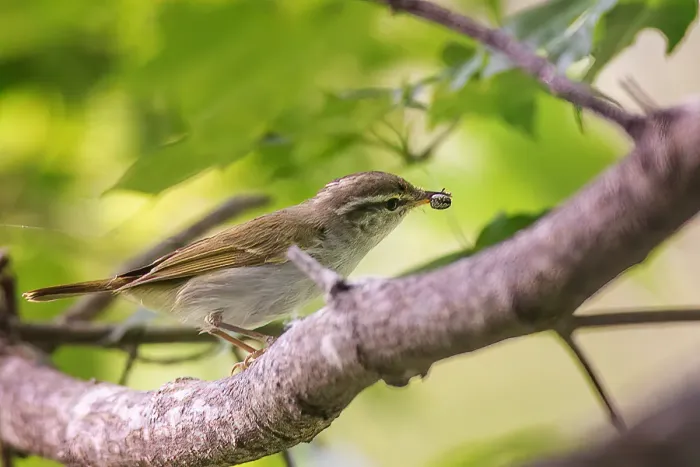 File:Phylloscopus coronatus from iNaturalist photo 144291594.jpg