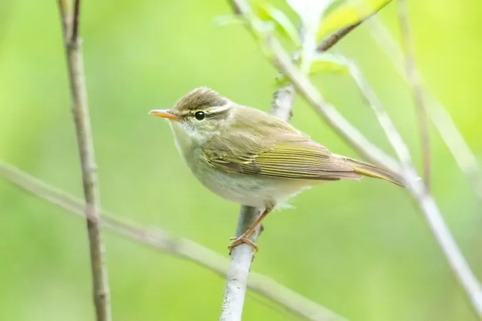 File:Phylloscopus coronatus from iNaturalist photo 397671204.jpg