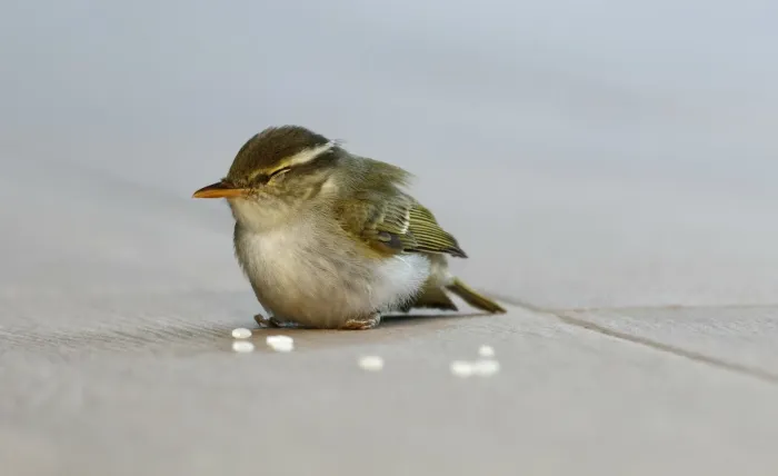 File:Phylloscopus coronatus from iNaturalist photo 436124446.jpg