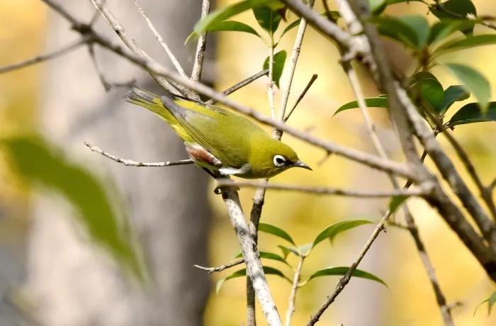 File:Zosterops erythropleurus from iNaturalist photo 238842021.jpg