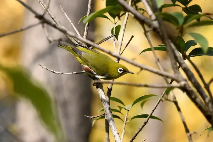 File:Zosterops erythropleurus from iNaturalist photo 238842140.jpg