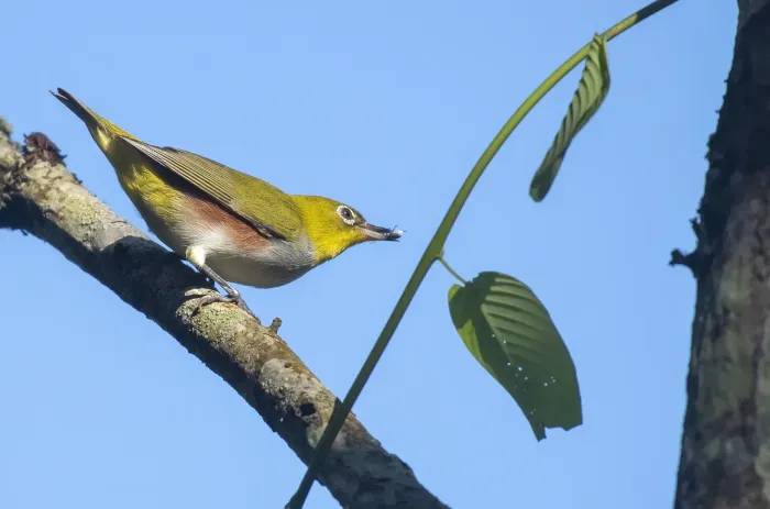 File:Zosterops erythropleurus from iNaturalist photo 450773912.jpg