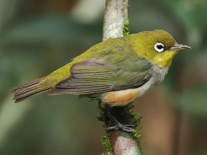 File:Zosterops erythropleurus from iNaturalist photo 345489131 (cropped).jpg