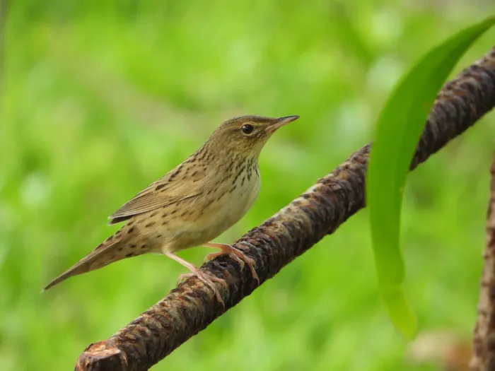 File:Locustella lanceolata from iNaturalist photo 496612895.jpg