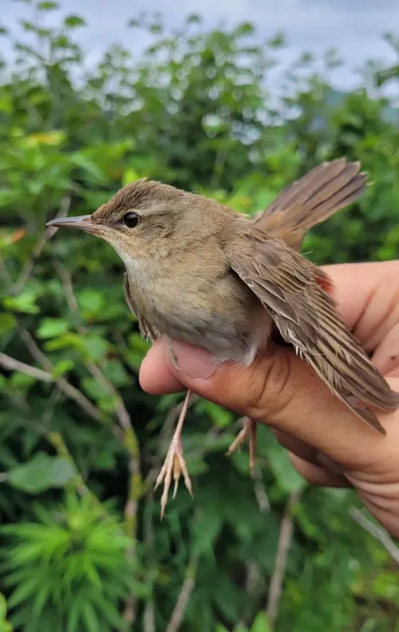 File:Helopsaltes ochotensis from Naturalist photo 310434440.jpg