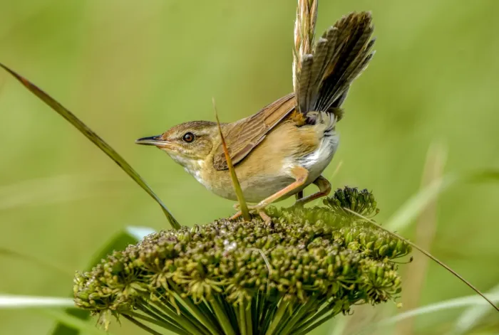 File:Helopsaltes ochotensis from Naturalist photo 210528838.jpg