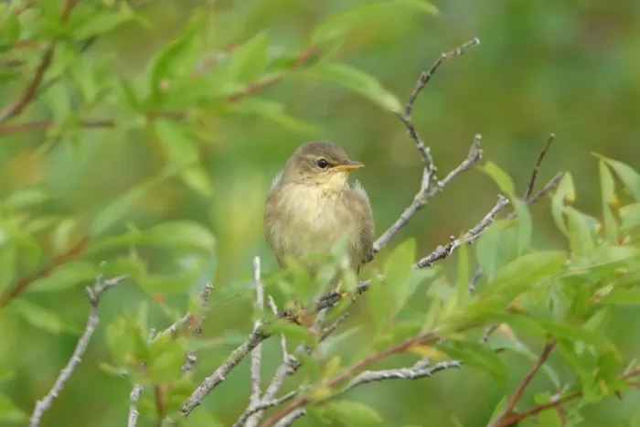 File:Helopsaltes ochotensis from Naturalist photo 312161935.jpg