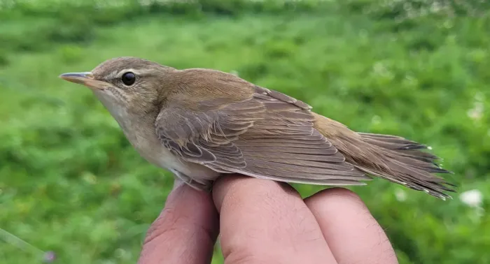 File:Helopsaltes ochotensis from Naturalist photo 557377364.jpg