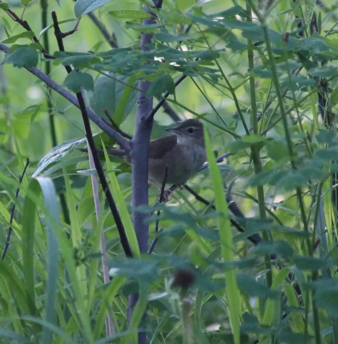 File:Helopsaltes amnicola from iNaturalist photo 147015186.jpg