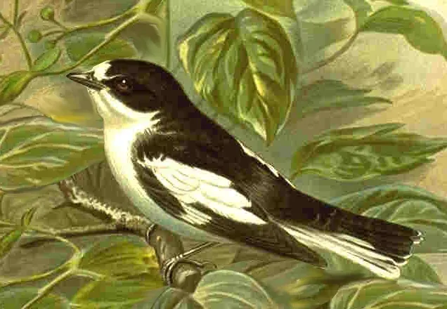 File:Ficedula semitorquata NAUMANN.jpg