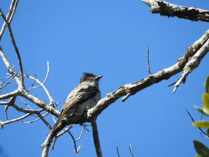 File:Sirystes sibilator - Marcelo Schmidt Roberti - 424293639.jpeg