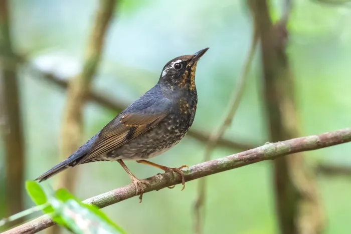File:Geokichla sibirica, Gung Ré, Di Linh, Lâm Đồng, Vietnam 586672247.jpg