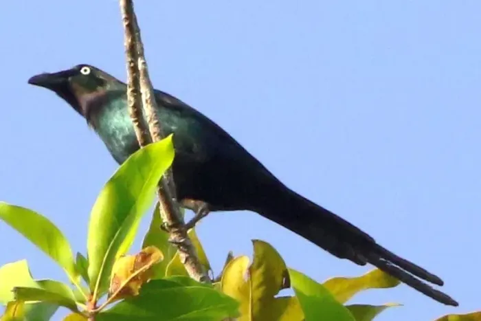 File:Aplonis brunneicapillus.jpg